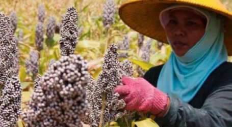 إندونيسيا تعزز إنتاج بدائل الغذاء المحلية للسلع المستوردة