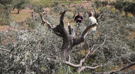 الجيش الإسرائيلي يقتلع 100 شجرة زيتون جنوبي الضفة